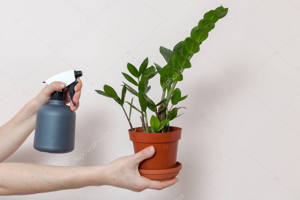 A florist girl holds a pot with house plant zamioculcas and sprays water on it
