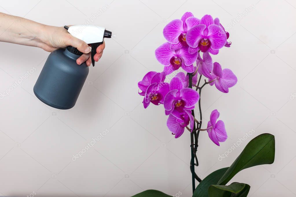A florist girl holds a bottle with water sprayer near a purple orchid