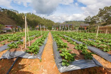 Güneşli bir günde çiftliğinde büyüyen taze organik çilek