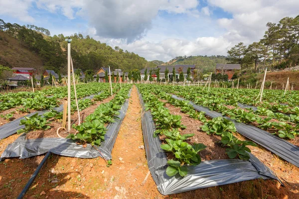 Güneşli bir günde çiftliğinde büyüyen taze organik çilek