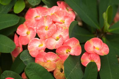 Kırmızı küçük bahçe çiçek yakın çekim