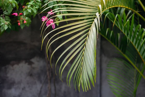 灰色纹理背景下的绿色棕榈叶和花园花卉特写 — 图库照片