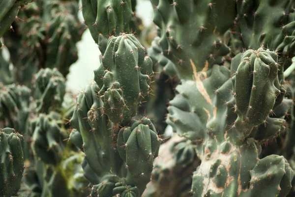 Grote Groene Cactus Met Naalden Close — Stockfoto