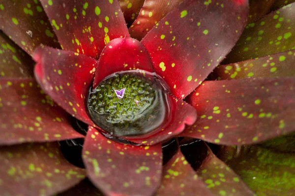 大きな赤い庭花 Clouse アップ — ストック写真