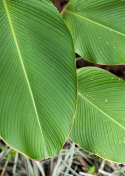 Textura Hoja Plátano Tropical Follaje Palma Grande —  Fotos de Stock