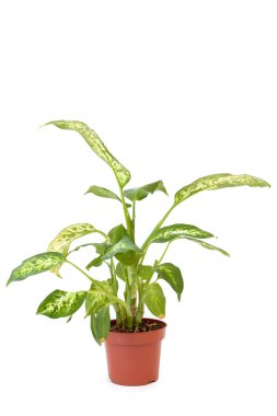 Beyaz arka plan üzerinde kahverengi tencerede izole diffenbachia. Ev ve Bahçe kavramı.