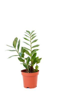 Beyaz arka plan üzerinde kahverengi tencerede izole zamiokulkas. Ev ve Bahçe kavramı.