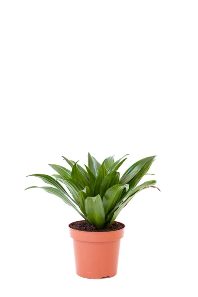 Isoleret Dracaena Brun Gryde Hvid Baggrund Hjem Have Koncept - Stock-foto