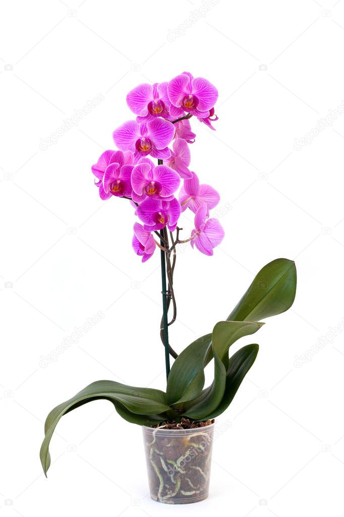 Isolated phalaenopsis orchid in pot on white background. Home and garden concept.