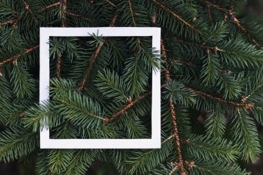 Konsept Tasarım beyaz çerçeve kenarlığı ile iğne yapraklı ağaç arka plan yeşil dalları
