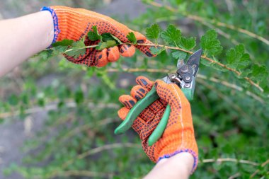 POV görünümü yakın kırpılmış fotoğraf genç kadın, kız, kadın portakal ışımalar elinde tut makası Bahçe aletleri blade ve yol kesme ağaç dalları kırpma için kullanılan yeşil Plastik Saplı