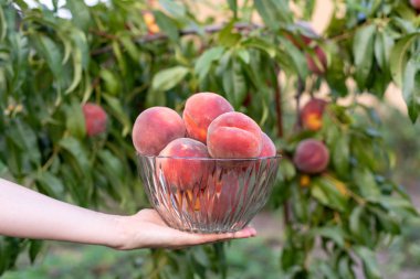 Kadın el fotoğraf kırpılmış profil yan görünüm tutmak büyük cam kristal şeffaf kase ile büyük yumuşak, tatlı, sulu, güzel şeftali yeşil yaprakları ağaç arka plan