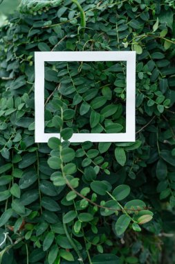 Yeşil bitkiler zemin üzerine beyaz kare çerçeve