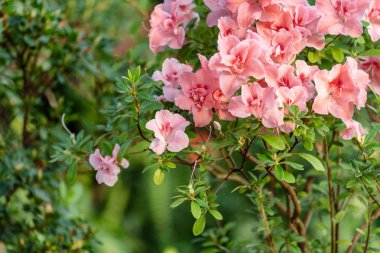 Çiçek açan çiçekler ışık orangery içinde fotoğrafı