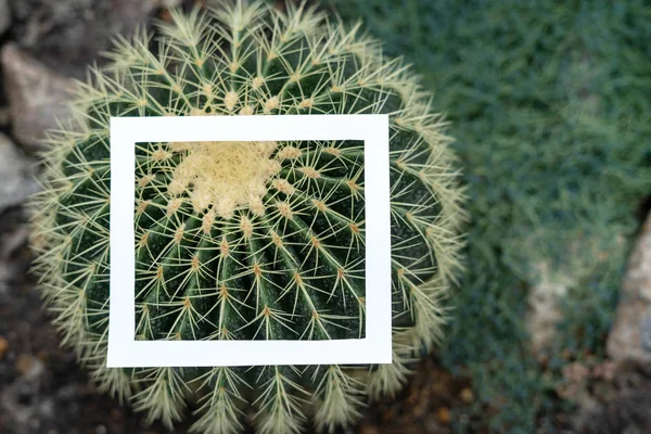 Witte vierkante frame op de larhe of grote cactus plant — Stockfoto