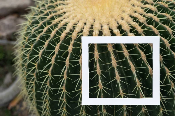 Witte vierkante frame op prachtige exotische planten — Stockfoto