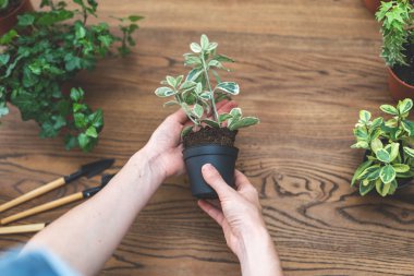 Bahçıvan backg üzerinde ahşap masa üzerinde elinde küçük bitki tutarak