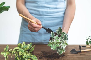 Bahçıvan elinde küçük bitki ve kürek tutarak, yanında duran 