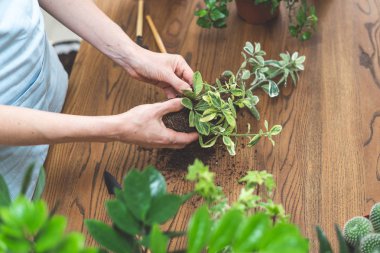Bahçıvan toprakta kökleri sistemi ile elinde küçük bitki tutarak,