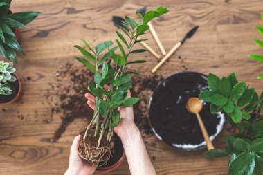 Bahçıvan woo üzerinde elinde kökleri sistemi ile zamiokulkas tutarak