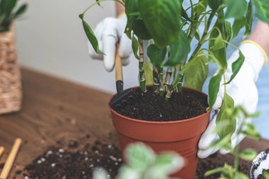 Mavi önlüklü genç kadın tırmık kullanıyor ve dieffenba nakli yapıyor.