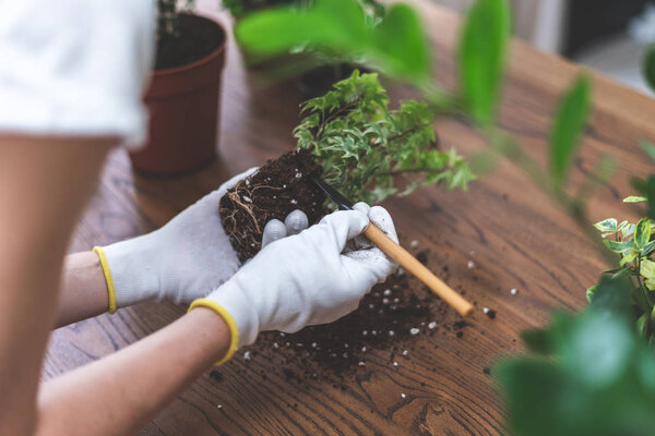 Gardener holding shovel and plant with root system in hands over