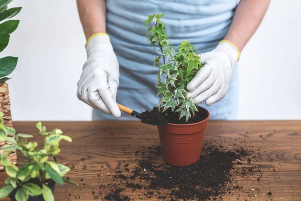 Jardinero usando pala, sosteniendo en las manos pequeña planta, de pie ne — Foto de Stock