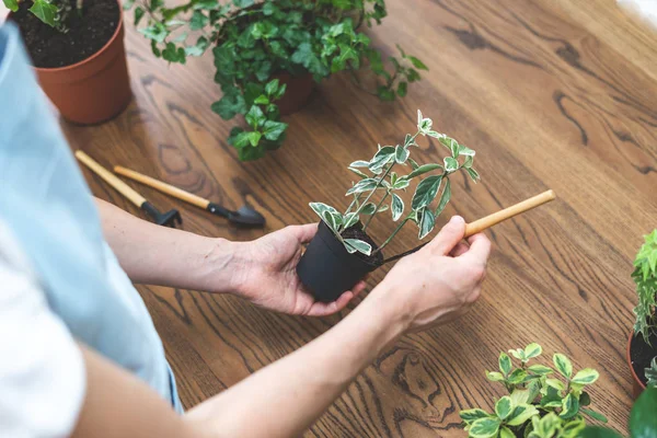 Trädgårdsmästare innehav i händerna små anläggningar och spade, stående nära — Stockfoto