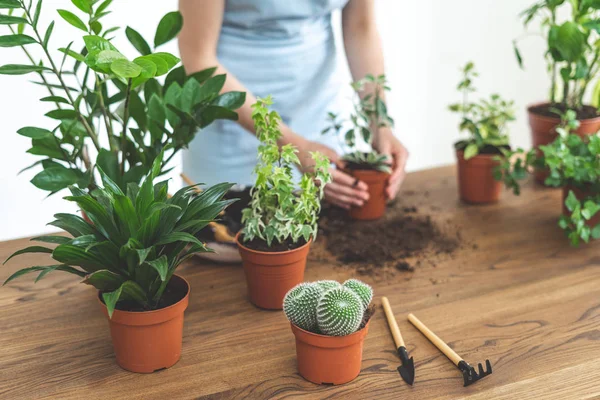 Trädgårdsmästare innehav i händerna små växt med rötter system i marken, — Stockfoto