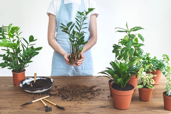 Trädgårdsmästare Holding zamiokulkas med rötter system i händerna över Woo — Stockfoto