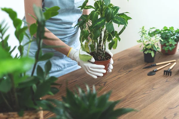 Gärtner hält braunen Topf mit Dieffenbachia in den Händen — Stockfoto