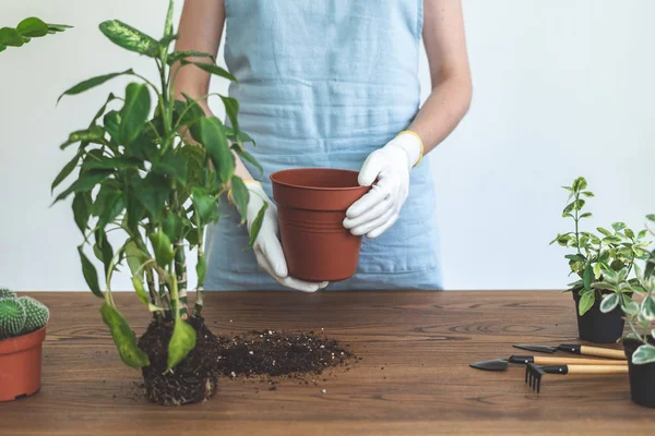 Jardinero sosteniendo maceta marrón en manos sobre mesa de madera — Foto de Stock