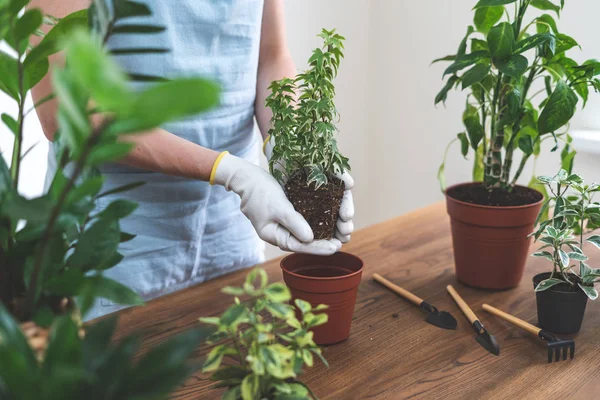 Beskuren syn på ung kvinna i blått förkläde transplantation flowersi — Stockfoto