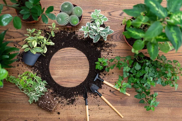 Flat Lay med kopiera utrymme och uppsättning Trädgårdsskötsel objekt, blommor i — Stockfoto