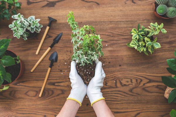 Top view of young woman holding in hands small flower with root 