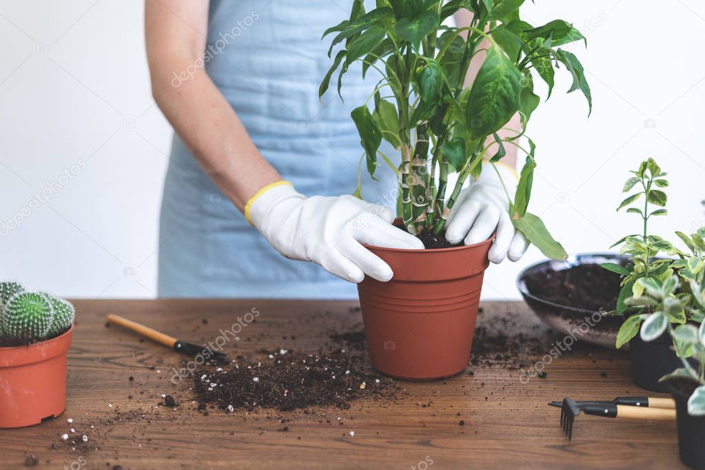 Cropped view of young woman in blue apron transplanting dieffenb