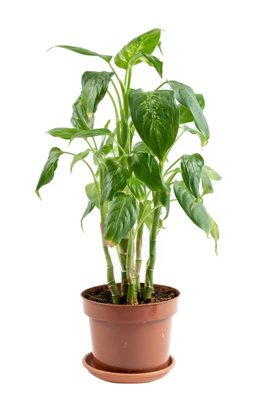 植物生长在棕色花盆隔离在白色背景 — 图库照片