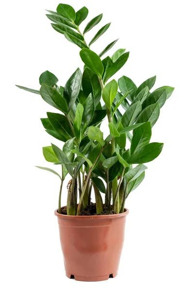 Plante d'intérieur poussant dans un petit pot brun isolé sur fond blanc — Photo