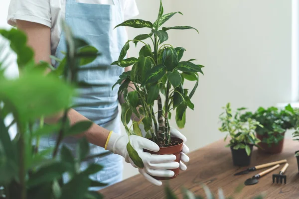 Jardinero mujer replantar planta verde en casa — Foto de Stock