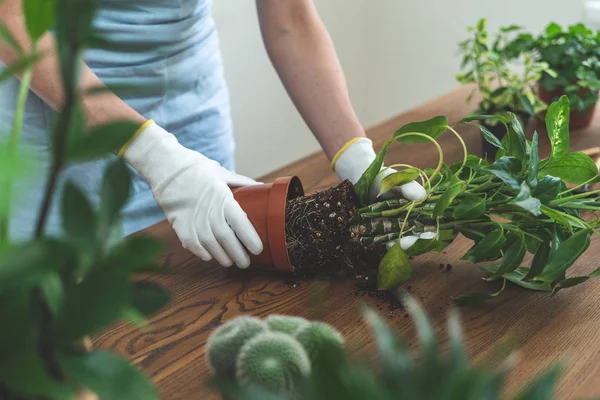 Trädgårdsmästare kvinna återplantera Green Plant hemma — Stockfoto