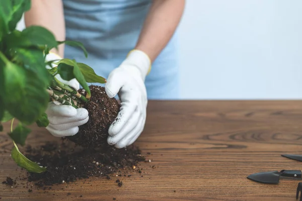 Trädgårdsmästare kvinna återplantera Green Plant hemma — Stockfoto