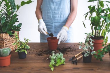 Bahçıvan kadın evde yeşil bitki replant