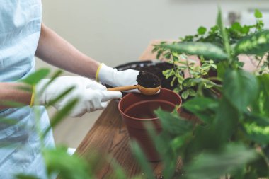 Bahçıvan kadın evde yeşil bitki replant