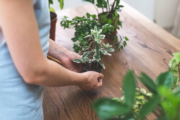 Trädgårdsmästare kvinna återplantera Green Plant hemma — Stockfoto