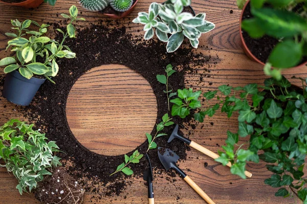 Trädgårdsskötsel verktyg med grön brunch av växter och svart mark på — Stockfoto