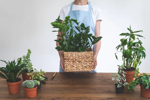 Gardener mulher replantar planta verde em casa — Fotografia de Stock