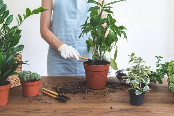 Trädgårdsmästare kvinna återplantera Green Plant hemma — Stockfoto