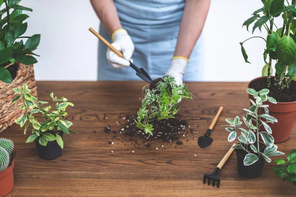 Trädgårdsmästare kvinna återplantera Green Plant hemma — Stockfoto