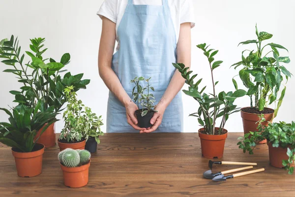 Wanita tukang kebun menanam kembali tanaman hijau di rumah — Stok Foto