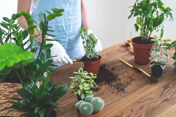 Trädgårdsmästare kvinna återplantera Green Plant hemma — Stockfoto